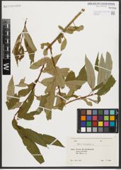 Foto von Salix triandra L.
